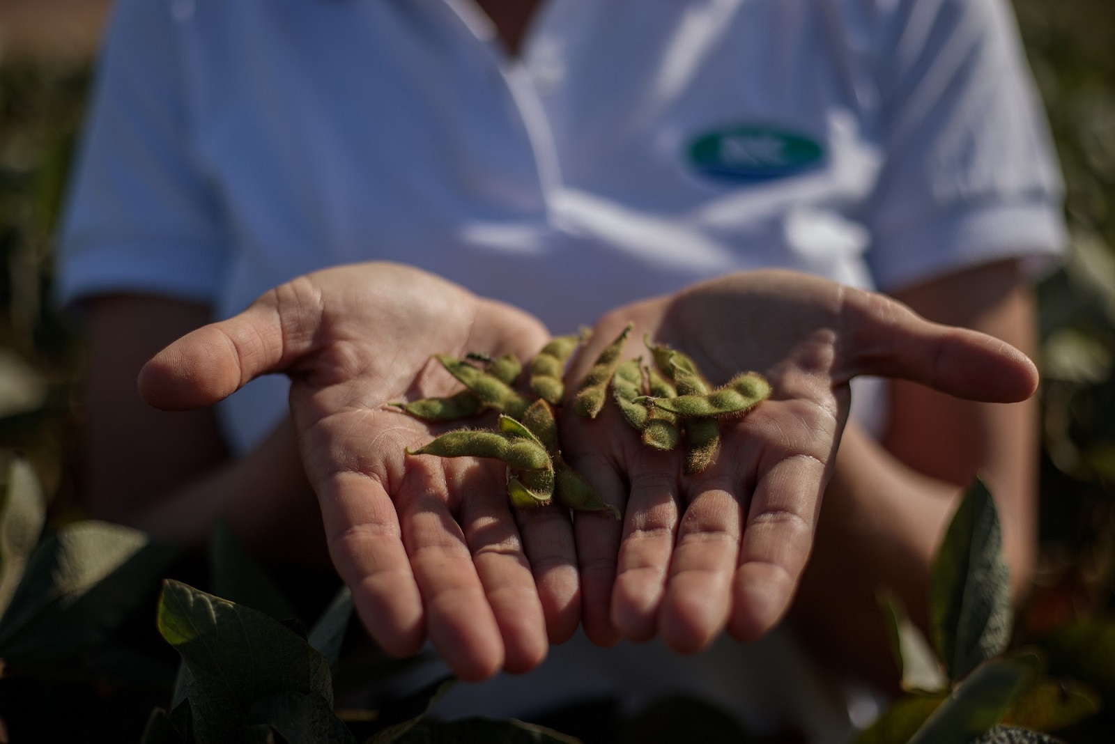 Una variedad de soja NK logró el primer puesto en tres localidades de la red CREA Oeste Arenoso