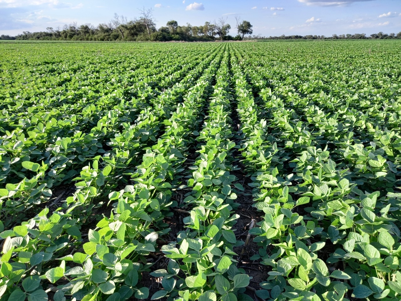 Solo el 26% de los campos en la región mide el suelo antes de fertilizar