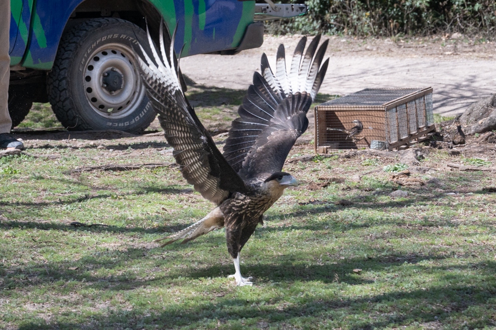 Liberaron 42 animales en una reserva de 400 hectáreas de Valle Hermoso