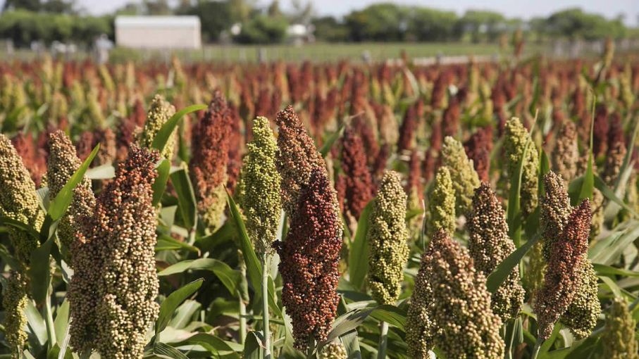Sorgo: 
