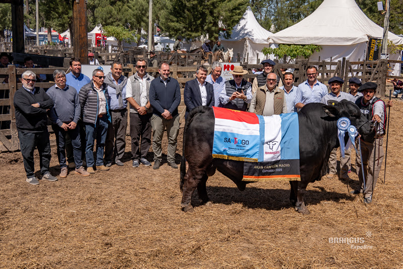 ExpoBRA 2026 coronó a los grandes campeones machos de las razas Brangus, Brahman y Braford