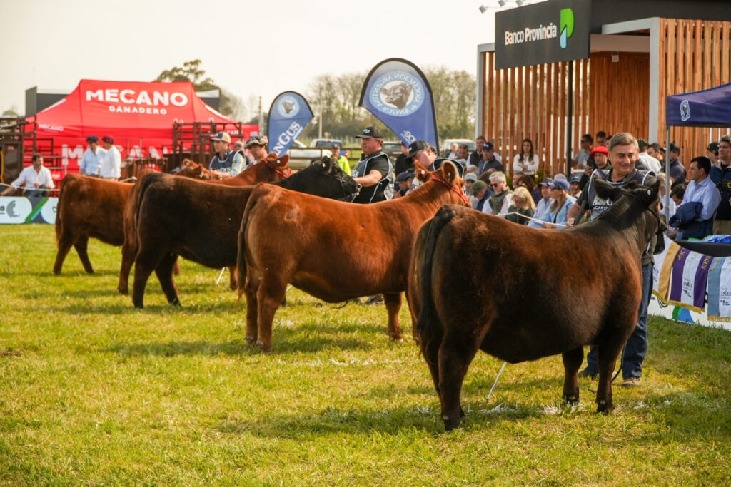 Semana Angus de Primavera registró la venta de 59.320 cabezas en ocho remates televisados 