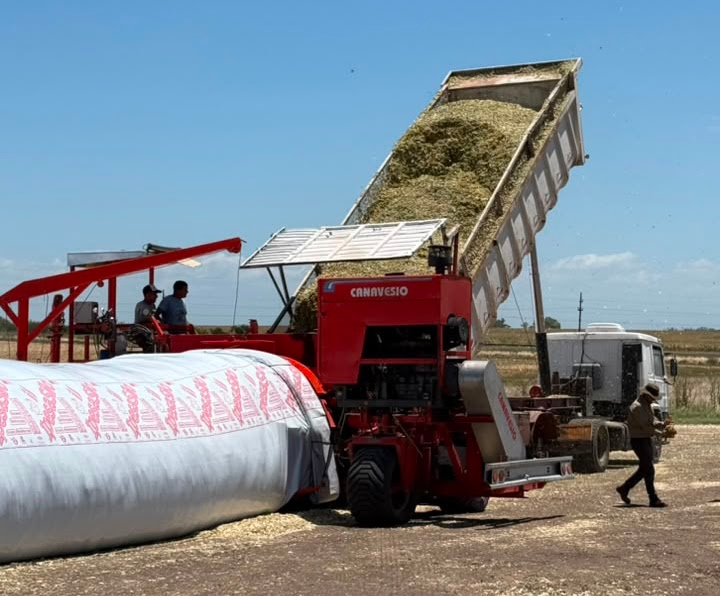 Supra Semillas: Producir silajes de maíz en un escenario de excesos hídricos