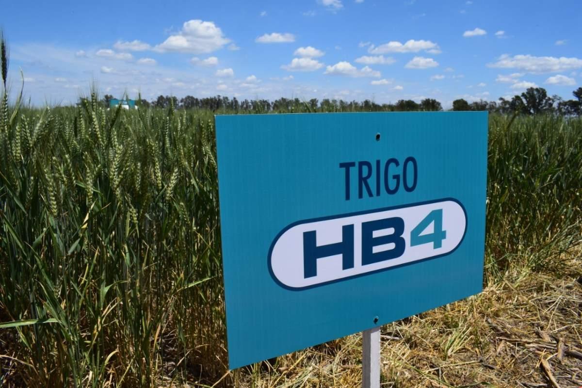 El Gobierno otorgó el aval total para que se siembre y comercialice el trigo HB4