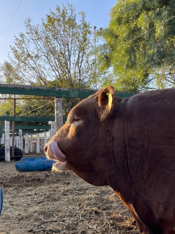 “Cotilerio Nicanor”, el mejor toro del mundo, ya está en los corrales de la Expo Rural de Jesús María