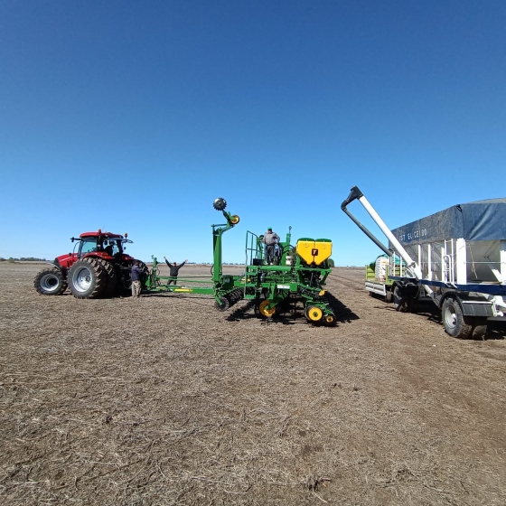 Zona núcleo: comenzó la siembra de maíz tras las lluvias 