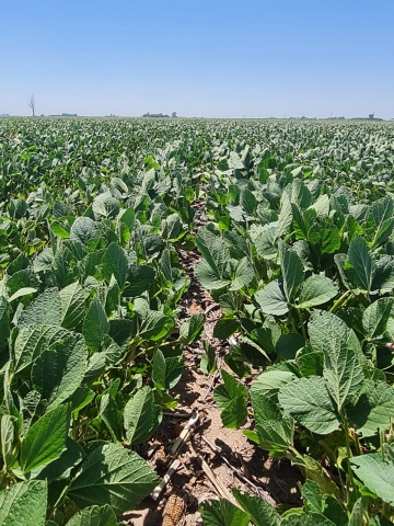 La soja y la sequía: “El Estado se lleva U$S 560 por hectárea y para el productor el resultado es negativo”
