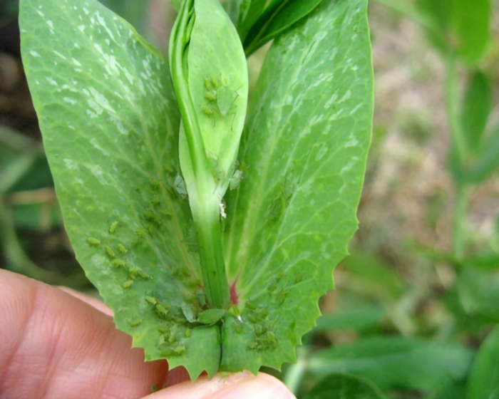 Alarma de Plagas: las temperaturas templadas mantienen activas a las plagas de invierno
