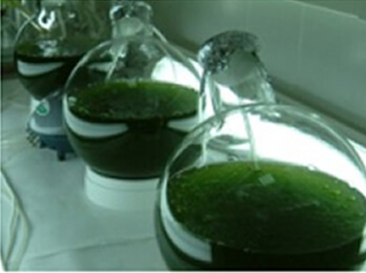 La producción de maíz en Córdoba es récord con 23,7 millones de toneladas
