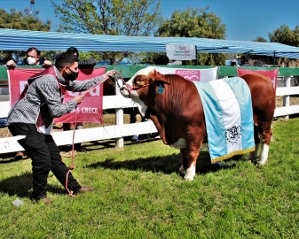 Elección de los Grandes campeones en la 74 Expo Rural de Jesús María