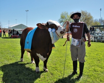 Elección de los Grandes campeones en la 74 Expo Rural de Jesús María