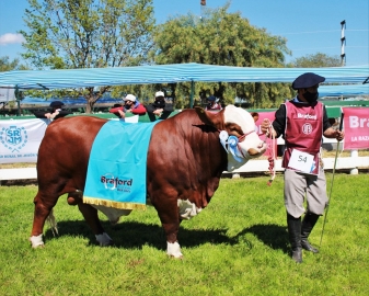 Elección de los Grandes campeones en la 74 Expo Rural de Jesús María