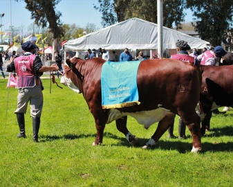 Elección de los Grandes campeones en la 74 Expo Rural de Jesús María