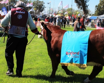 Elección de los Grandes campeones en la 74 Expo Rural de Jesús María