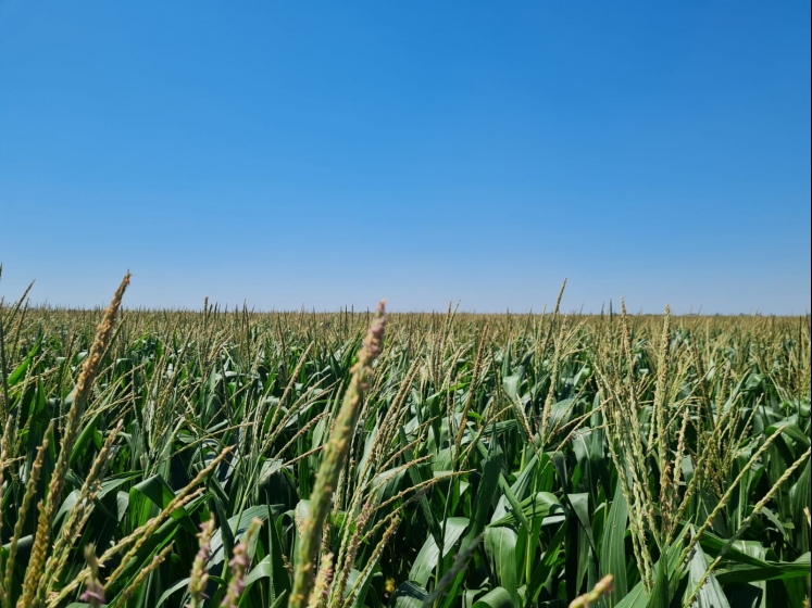 Debemos continuar con la siembra directa porque nos ha traído beneficios muy importantes dijo Claudio del Vecchio