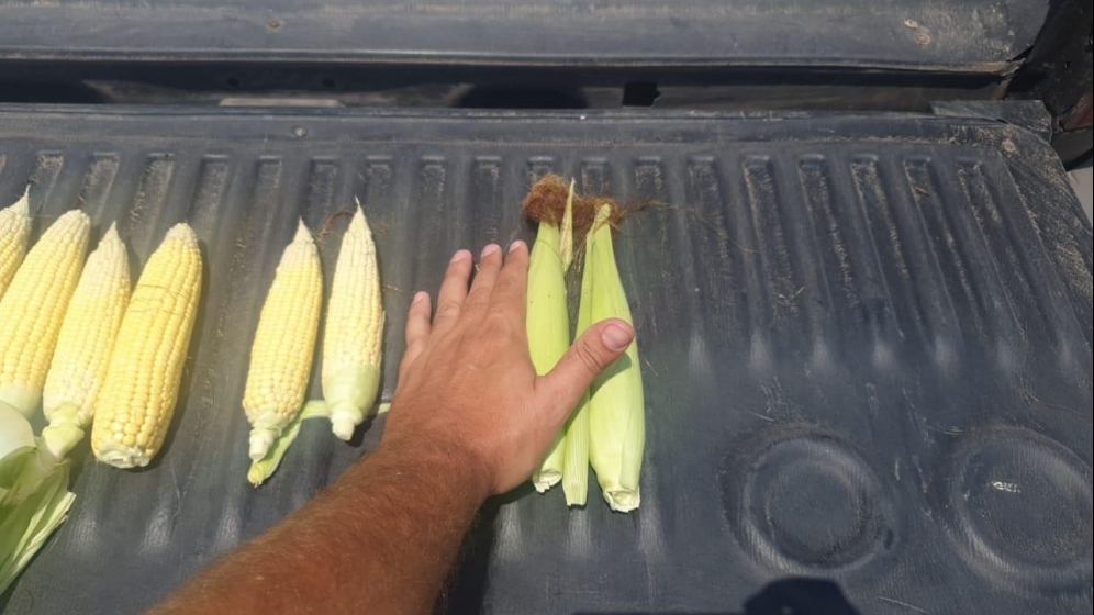 Alerta roja para la región núcleo: sin lluvias a la vistas, habría un fuerte golpe productivo en maíz y soja