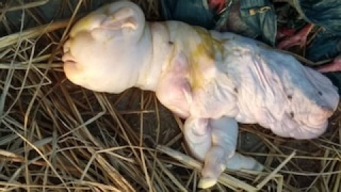 Una cabra dio a luz una cría con rostro “humano” en la India
