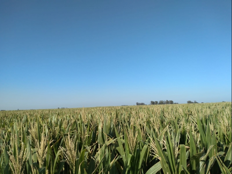 Efectos de la sequía: Los planteos tardíos asoman con posibilidades para revertir la situación