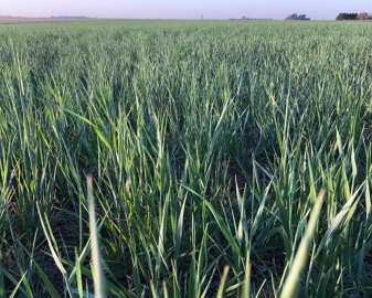 Córdoba: trigo y garbanzo entran en período crítico
