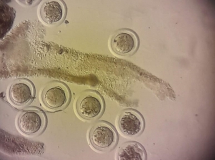 Nacieron los primeros lechones por transferencia embrionaria en el país