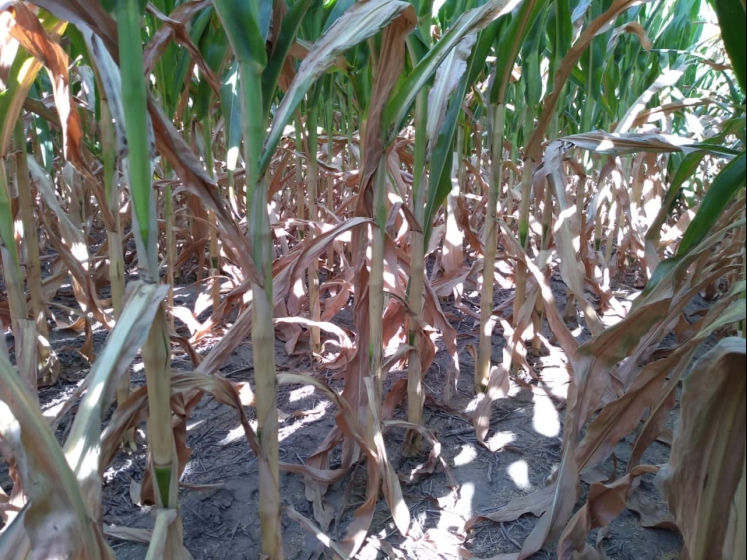 A pesar de la lluvia, se espera de 10 a 50% menos de rinde en soja de primera en la región núcleo