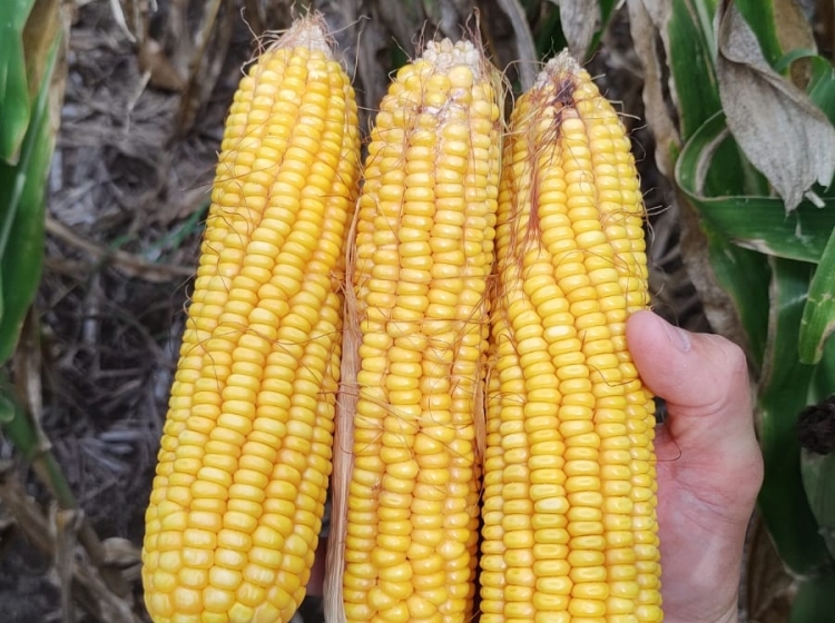 Panorama muy variado, con la sequía, las probables lluvias y las napas como grandes protagonistas