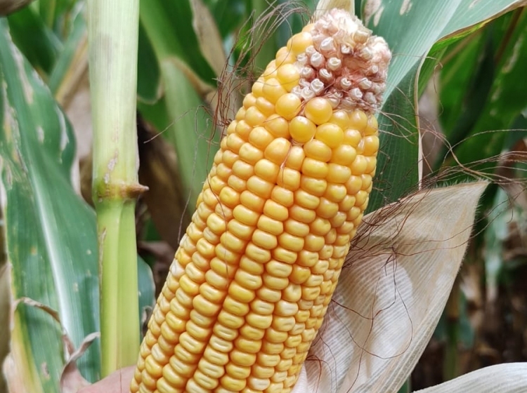 Panorama muy variado, con la sequía, las probables lluvias y las napas como grandes protagonistas