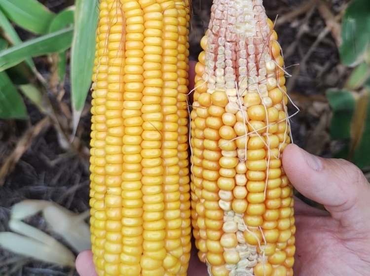 Panorama muy variado, con la sequía, las probables lluvias y las napas como grandes protagonistas