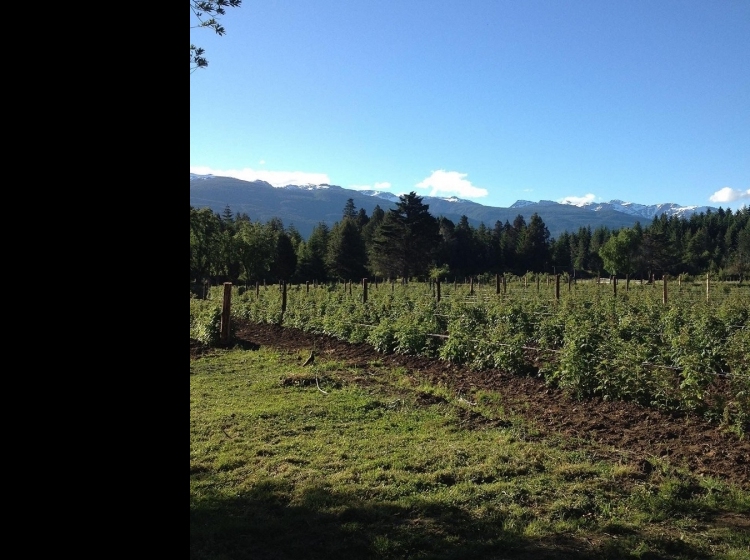 Agregado de valor en la producción de fruta fresca de la Patagonia